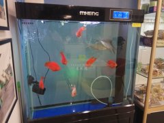 玻璃魚(yú)缸臟了怎么清洗才干凈?